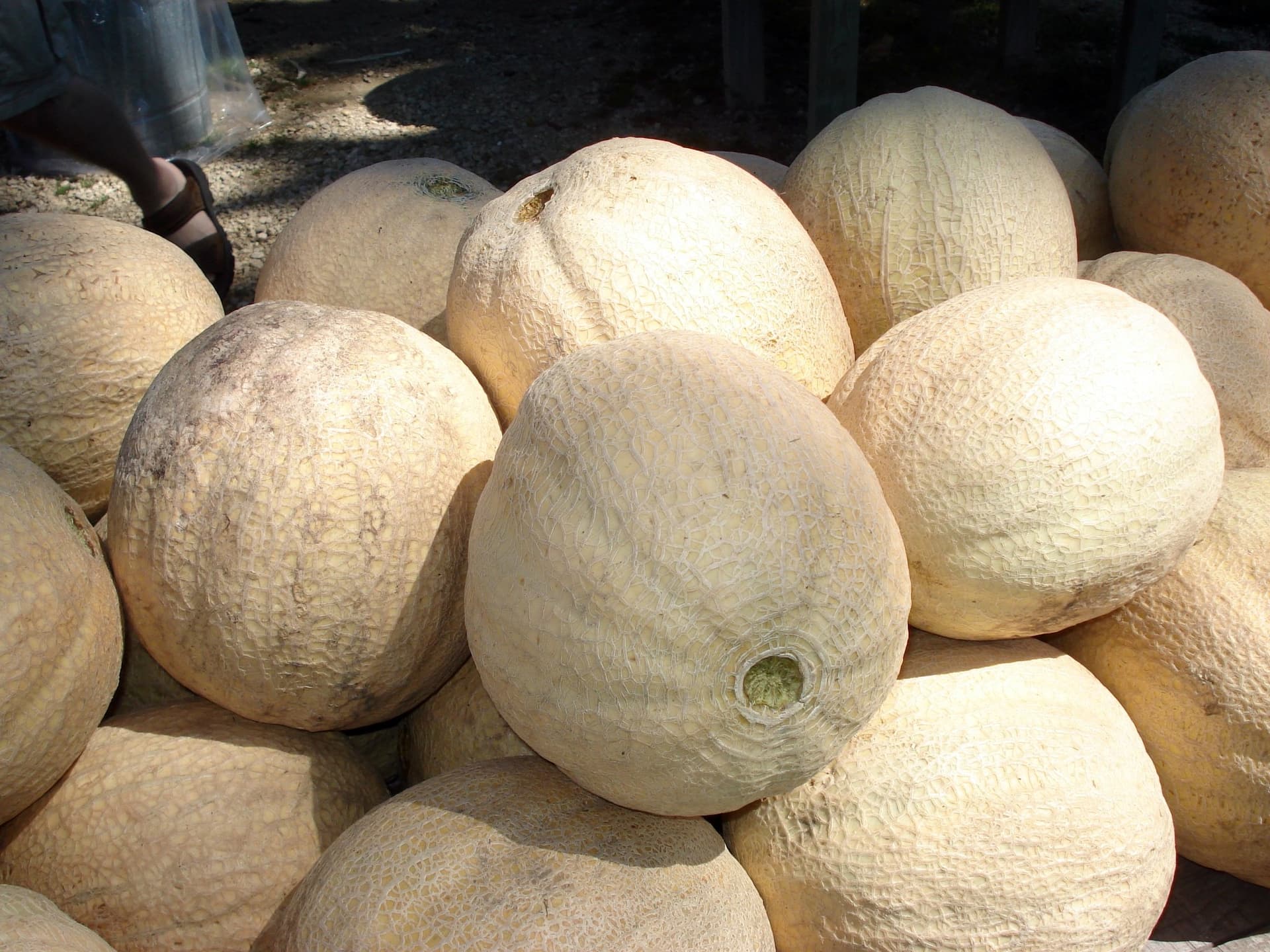 Melon du Quercy