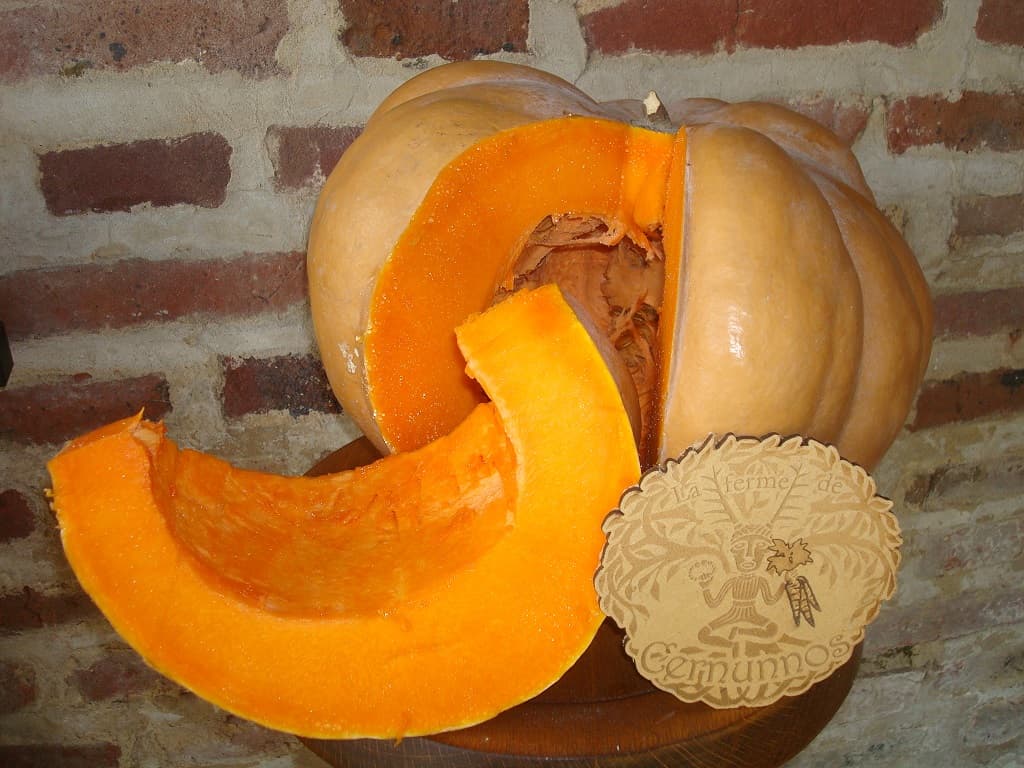 Moschuskürbis Musquée de Provence
