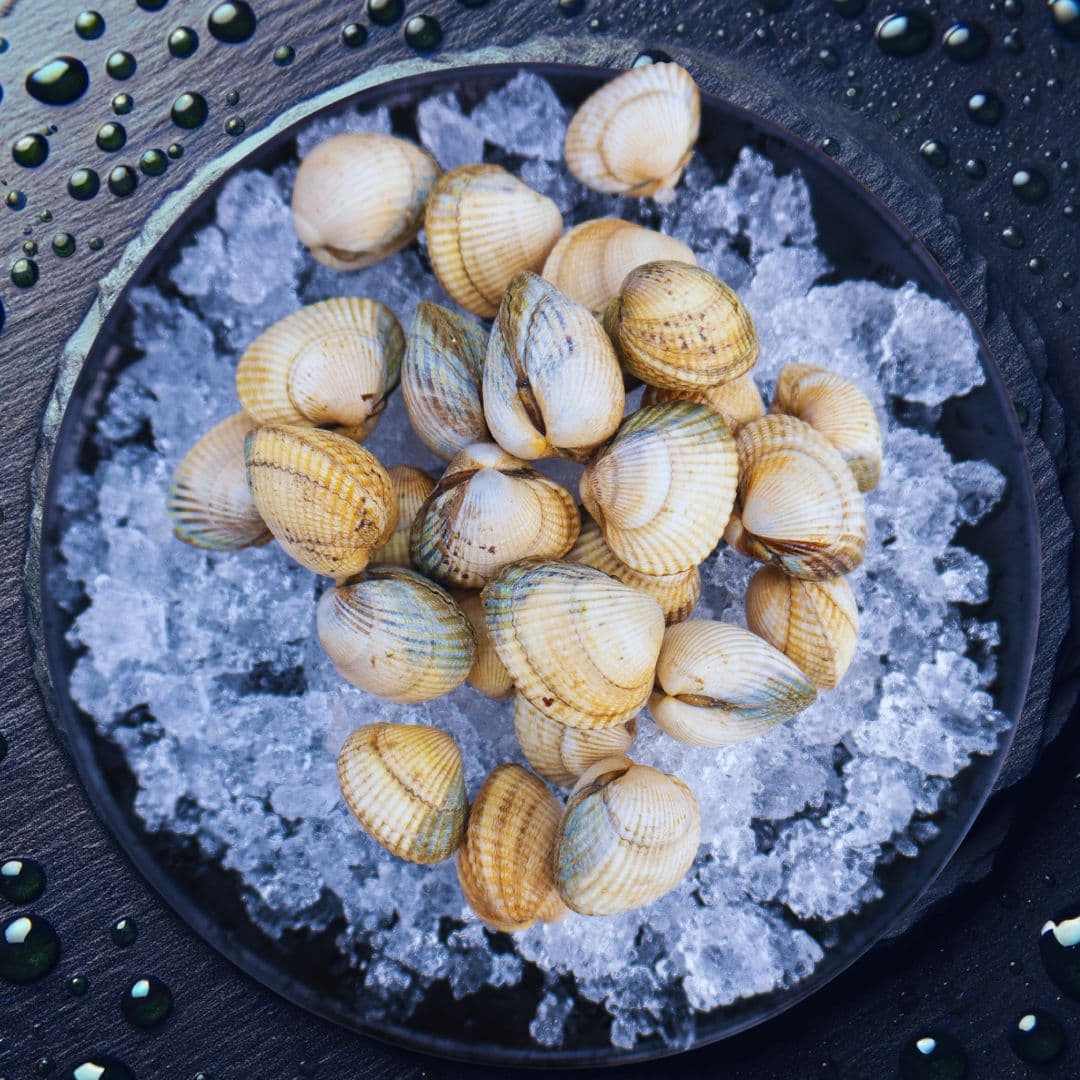 Frische Herzmuscheln