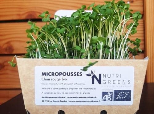 Bio-Microgreens Rotkohl, 4 Schalen