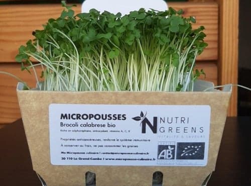 Bio-Microgreens Brokkoli, 8 Schalen