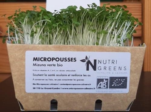 Bio-Microgreens Senf, 4 Schalen