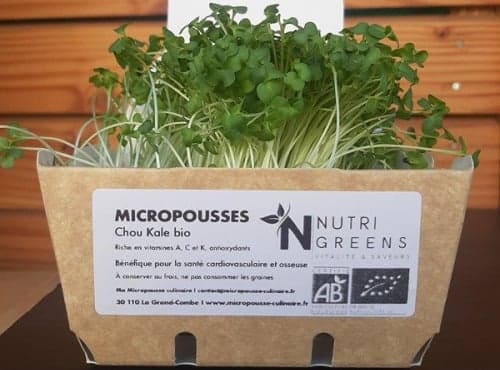 Bio-Microgreens Grünkohl, 8 Schalen