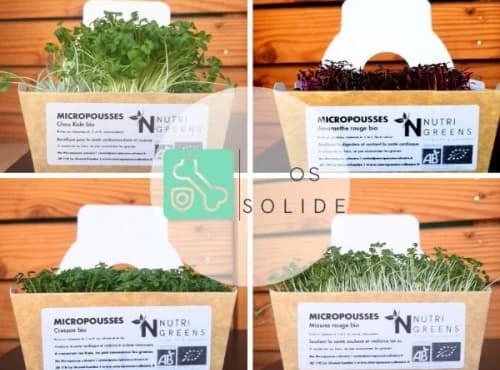 Microgreens Paket „Starke Knochen“ (Kale, Brokkoli, Kresse, Senf), 4 Schalen